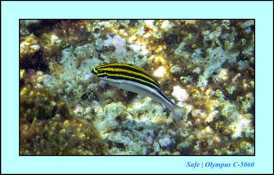 2005 - 08 - Redang  - 155.JPG